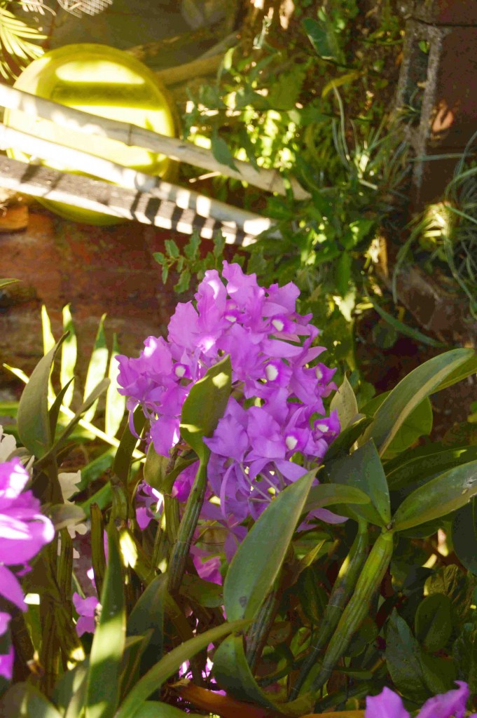 Foto: Guaria morada - Alajuela, Costa Rica