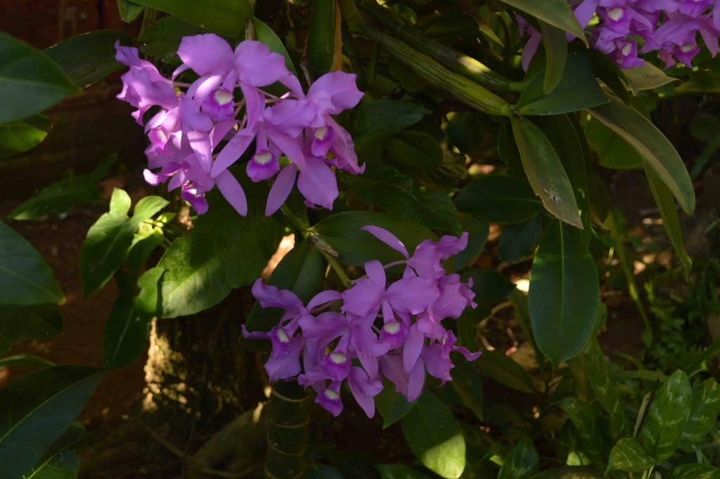 Foto: Guaria morada - Alajuela, Costa Rica
