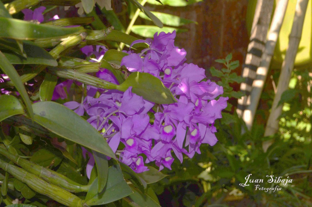 Foto: Guaria Morada - Alajuela, Costa Rica