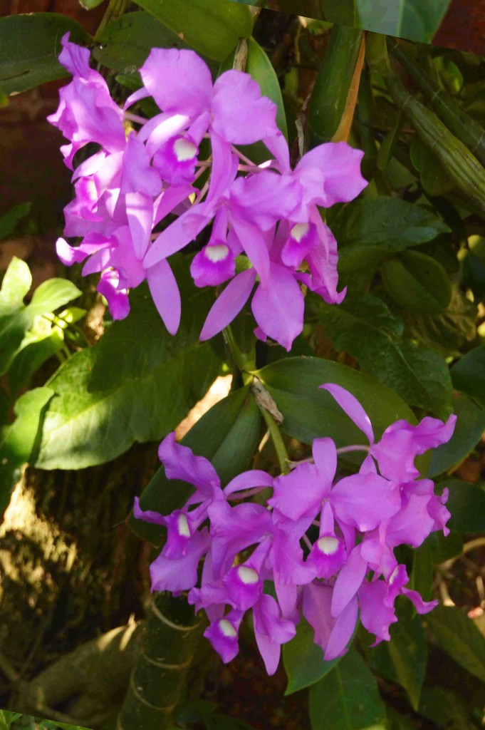 Foto: Guaria - Alajuela, Costa Rica