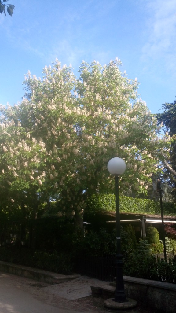 Foto: La Dehesa - Soria (Castilla y León), España