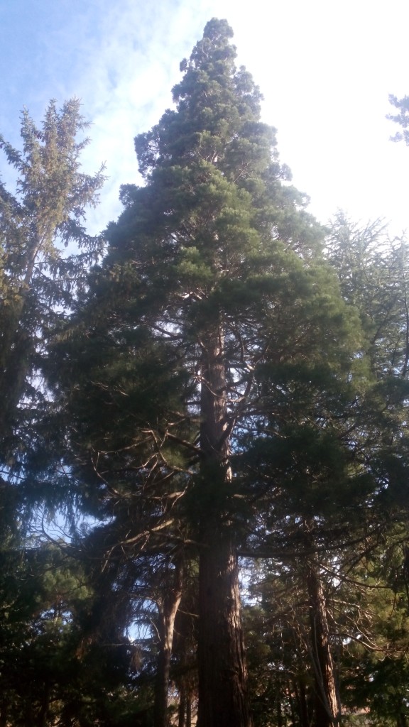 Foto: La Dehesa - Soria (Castilla y León), España