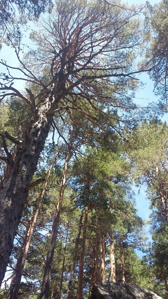 Foto de Laguna Negra (Soria), España
