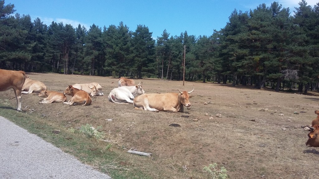Foto de Laguna Negra (Soria), España
