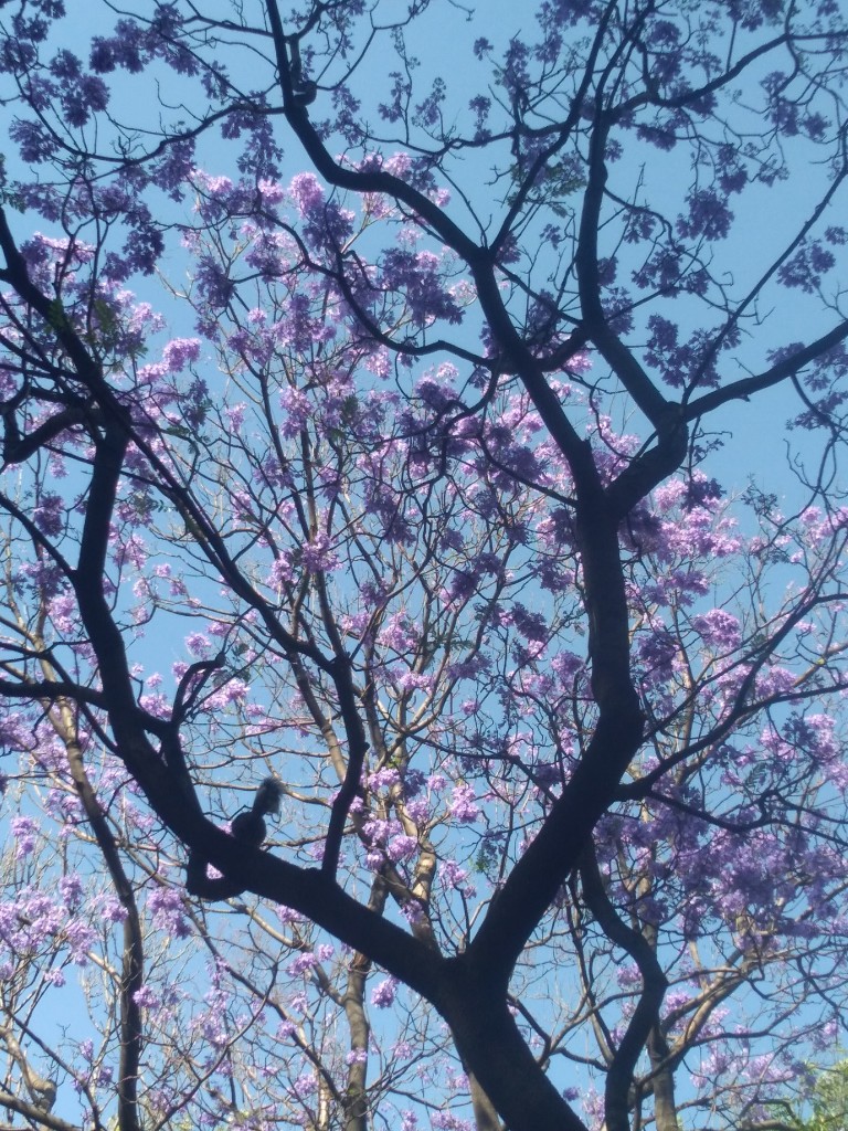 Foto de Df (The Federal District), México