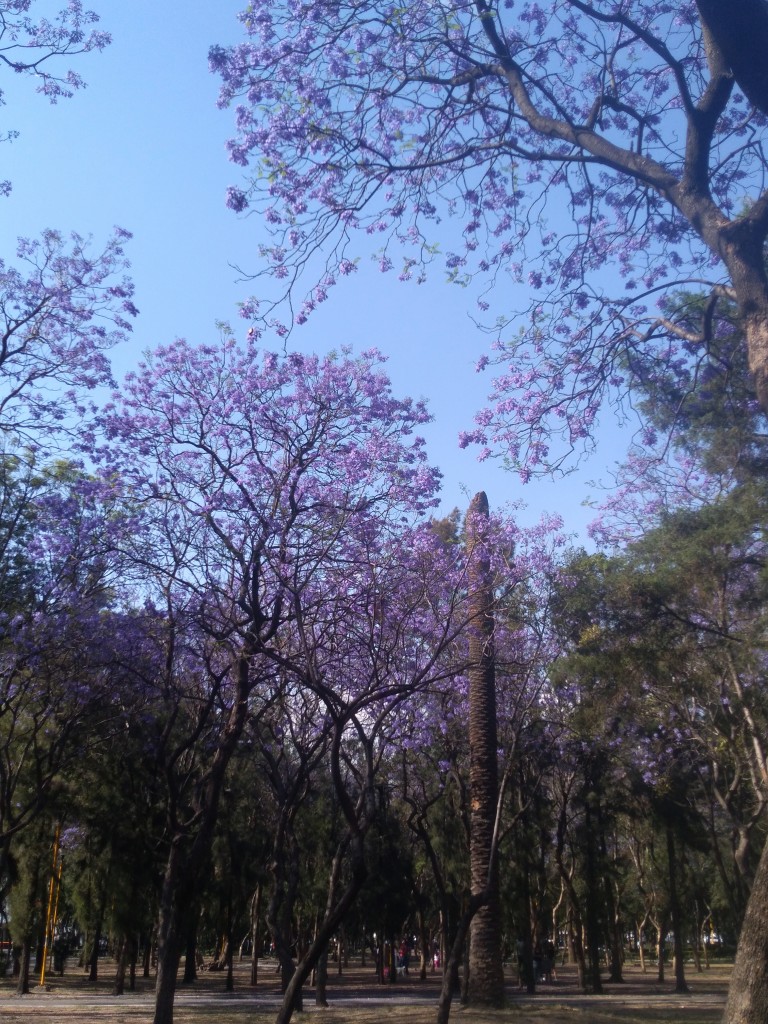 Foto de Df (The Federal District), México
