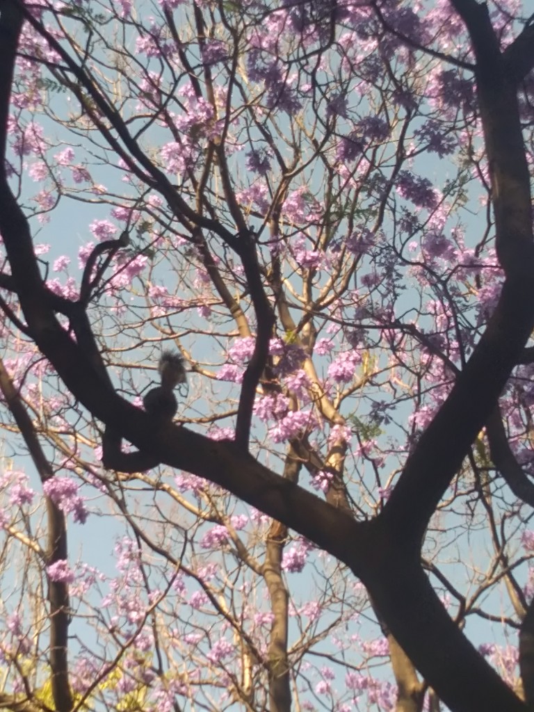 Foto de Df (The Federal District), México