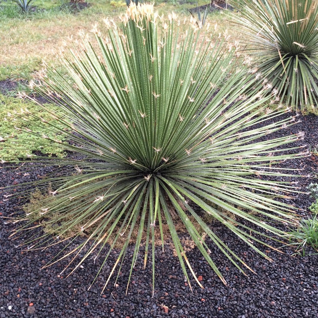 Foto de Df (The Federal District), México