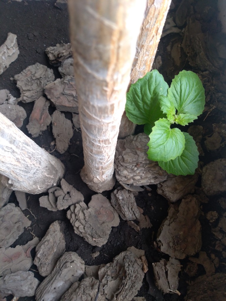 Foto de Df (The Federal District), México