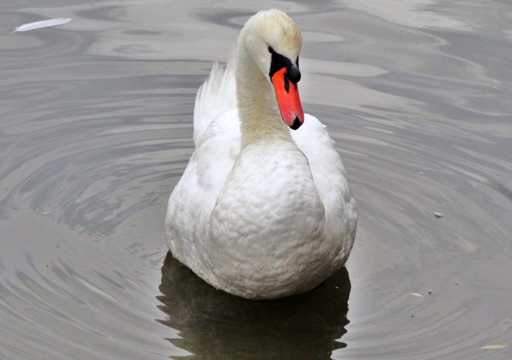 Foto: Le Cygne - Metz (Lorraine), Francia