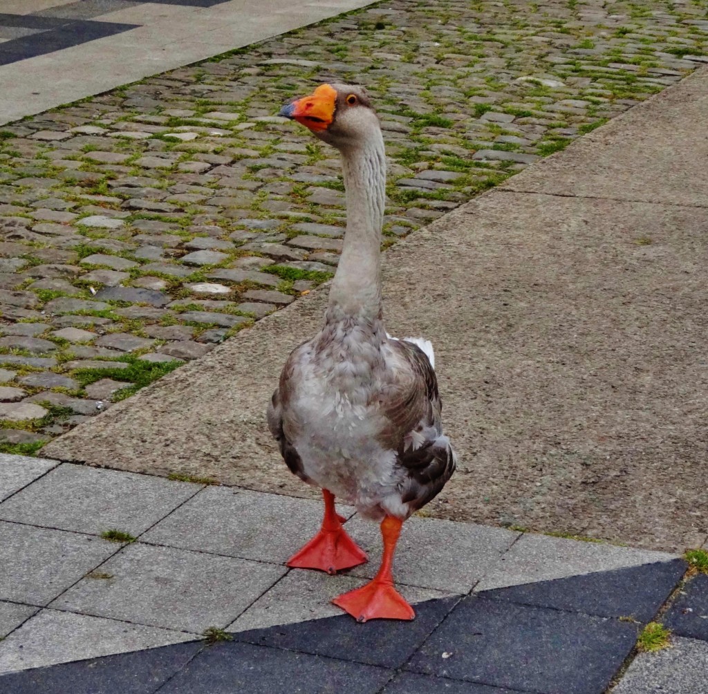 Foto: L'Oie - Metz (Lorraine), Francia