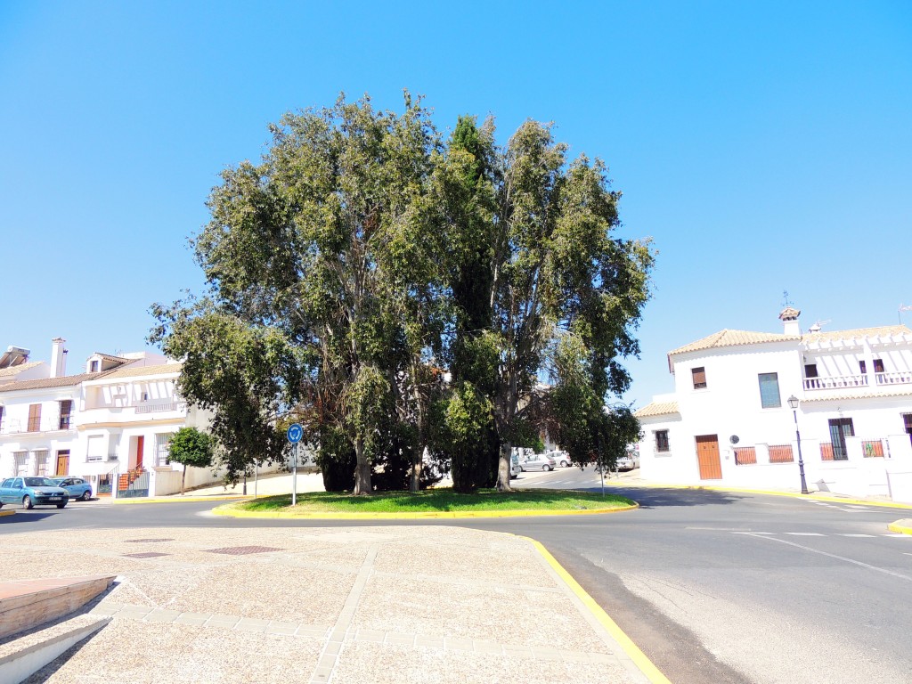 Foto de Arcos de la Frontera (Cádiz), España