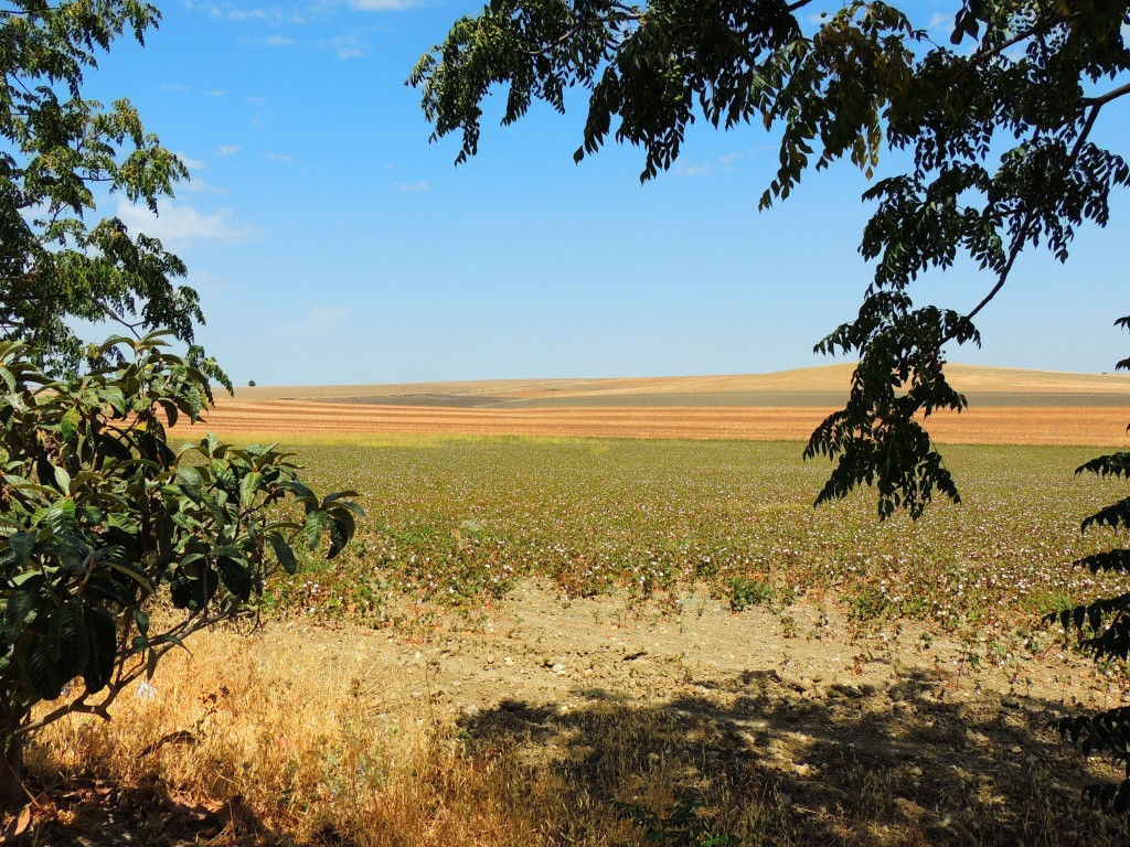 Foto de Coto de Bornos (Cádiz), España