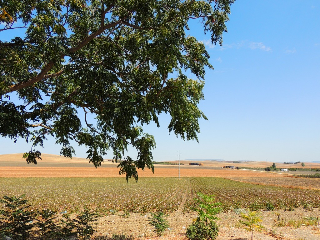 Foto de Coto de Bornos (Cádiz), España