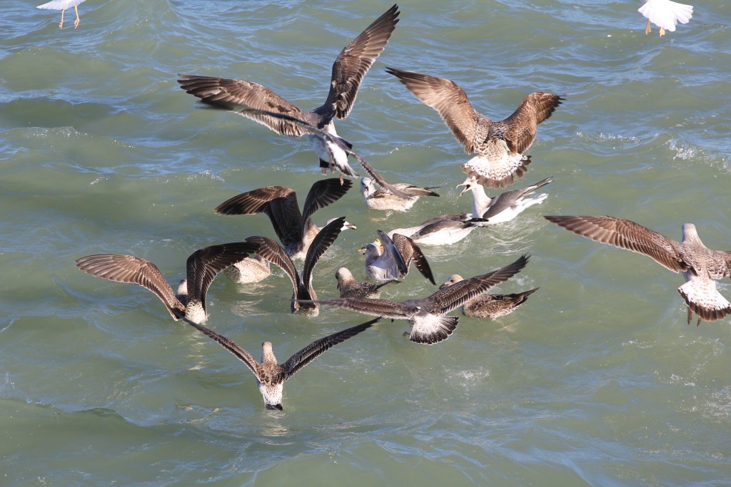 Foto de Cádiz (Andalucía), España