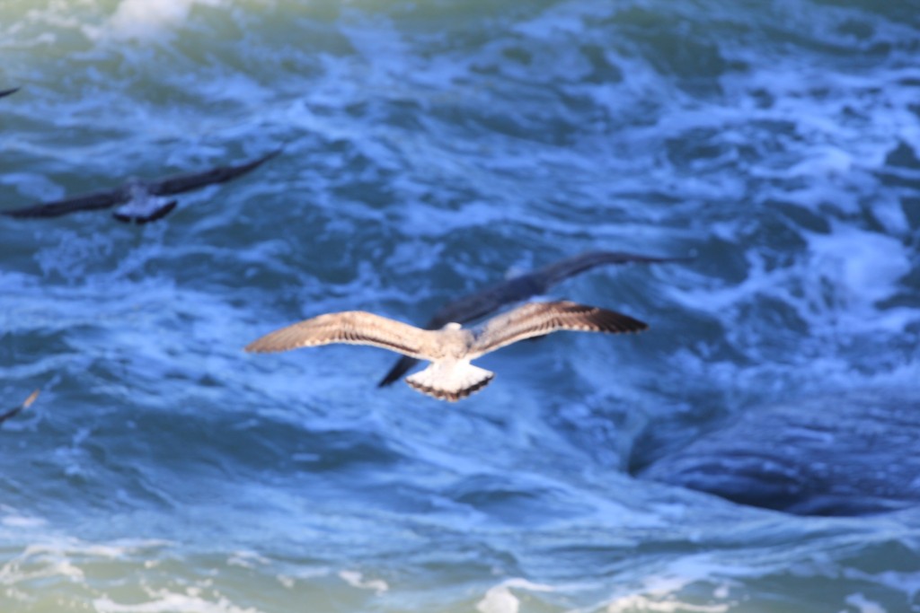 Foto de Cádiz (Andalucía), España