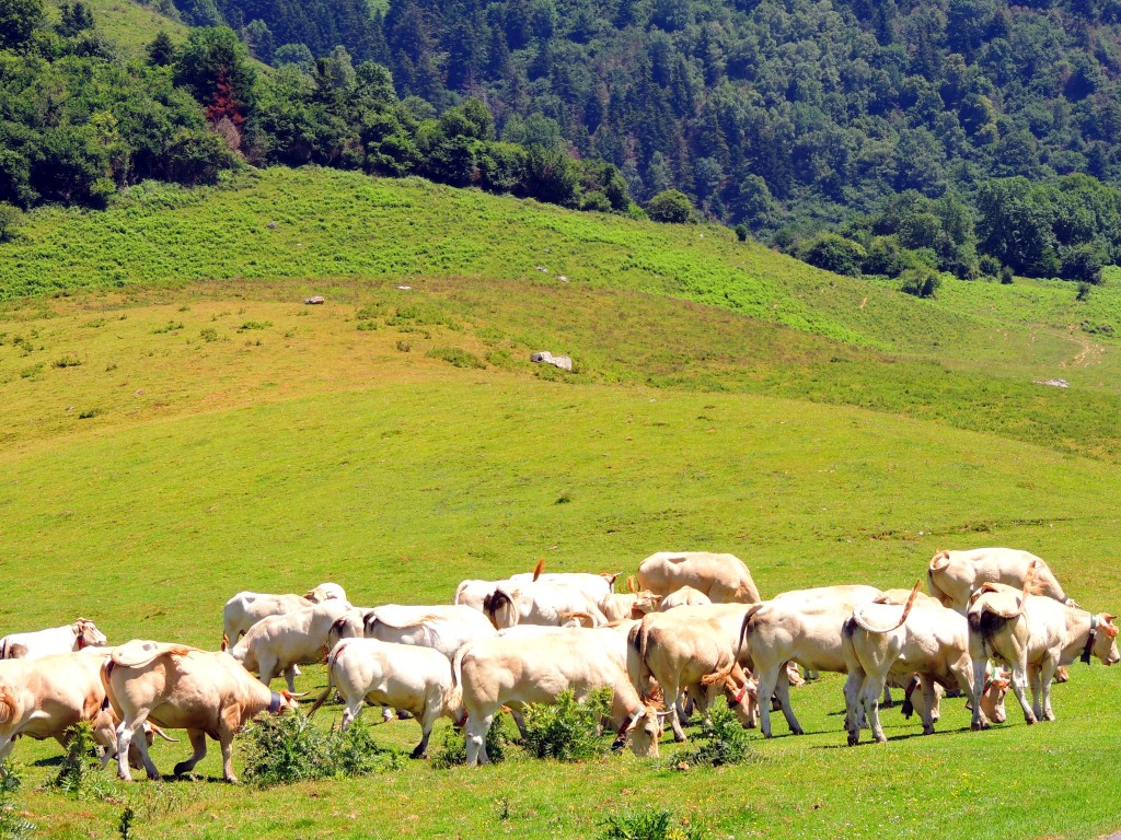 Foto de Rioseta (Huesca), España