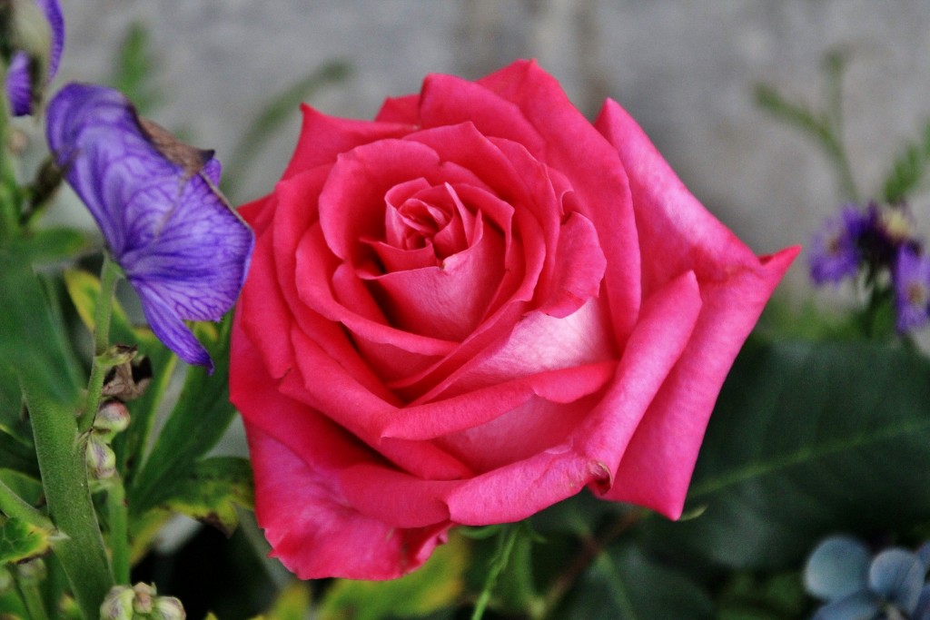 Foto: Un poco de color - Zafra (Badajoz), España