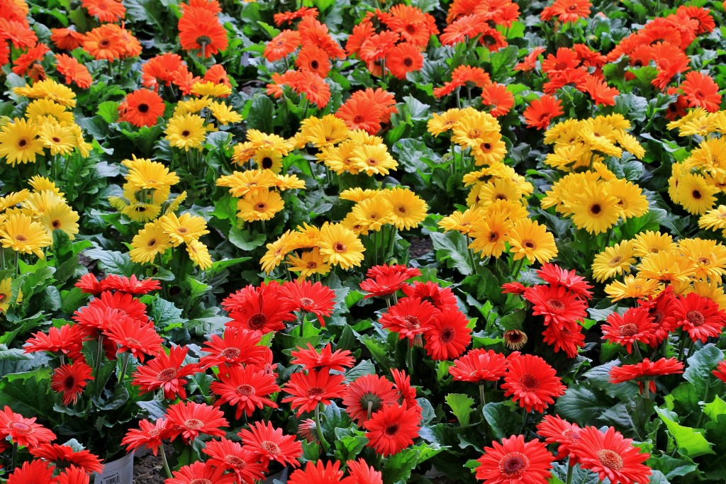 Foto: Tiempo de flores 2019 - Girona (Cataluña), España