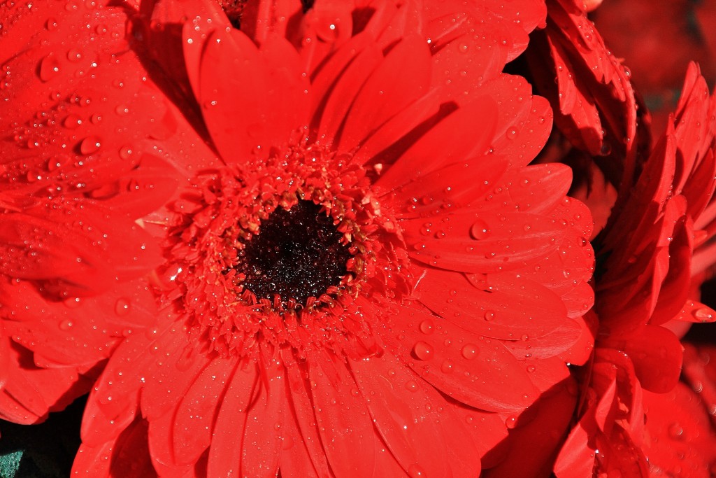Foto: Tiempo de flores 2019 - Girona (Cataluña), España