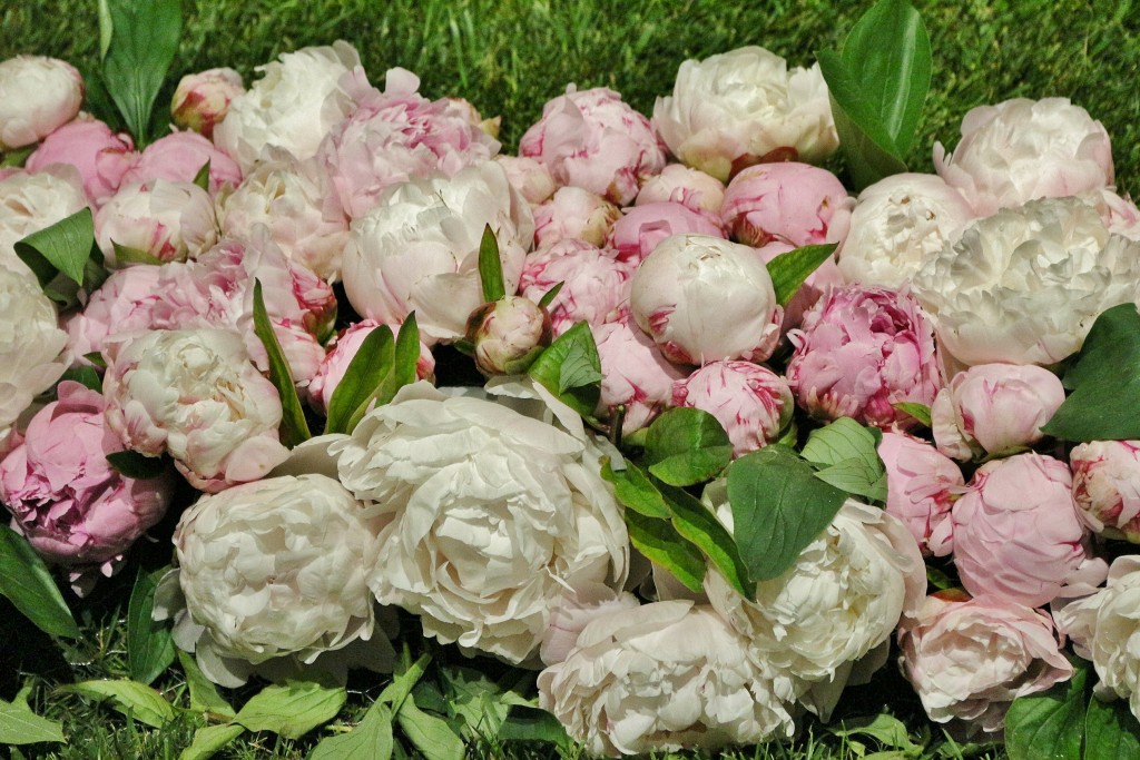 Foto: Tiempo de flores 2019 - Girona (Cataluña), España