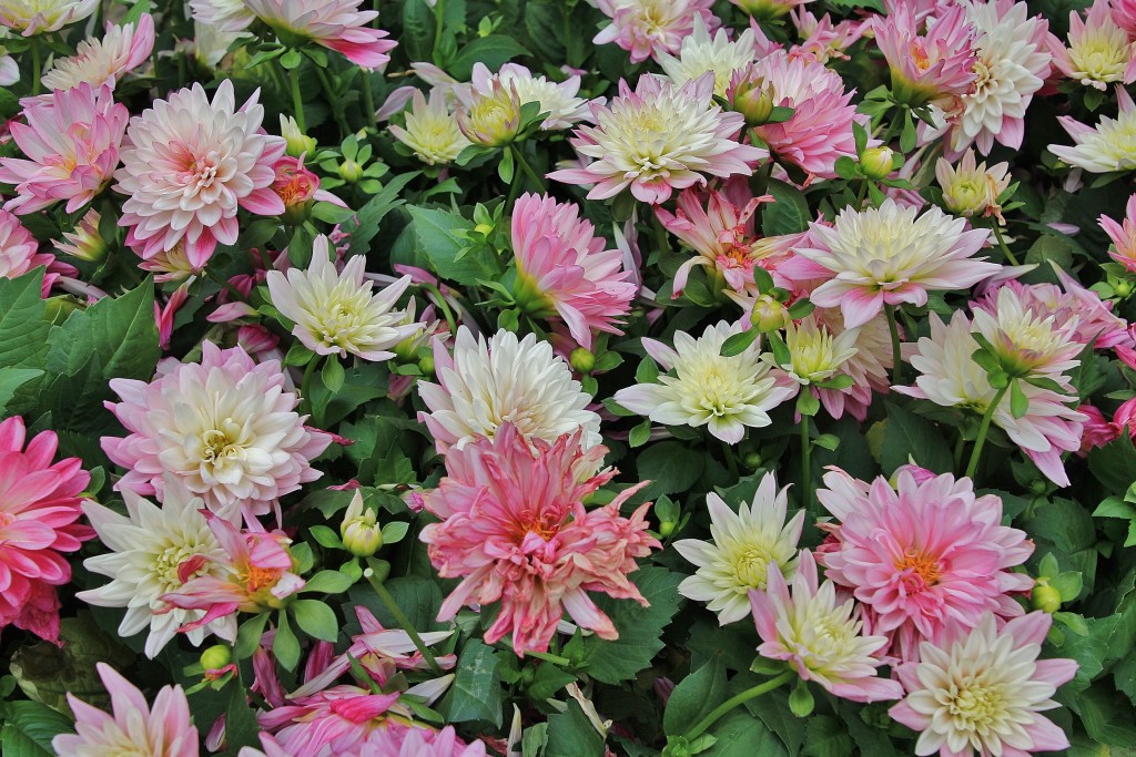 Foto: Tiempo de flores 2019 - Girona (Cataluña), España