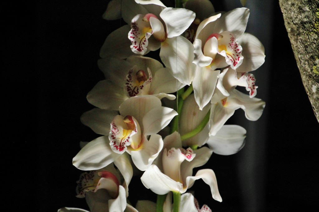 Foto: Tiempo de flores 2019 - Girona (Cataluña), España