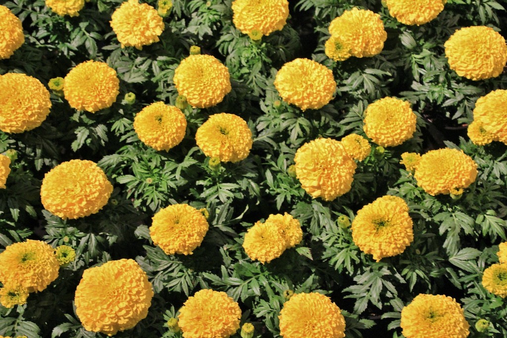 Foto: Tiempo de flores 2019 - Girona (Cataluña), España