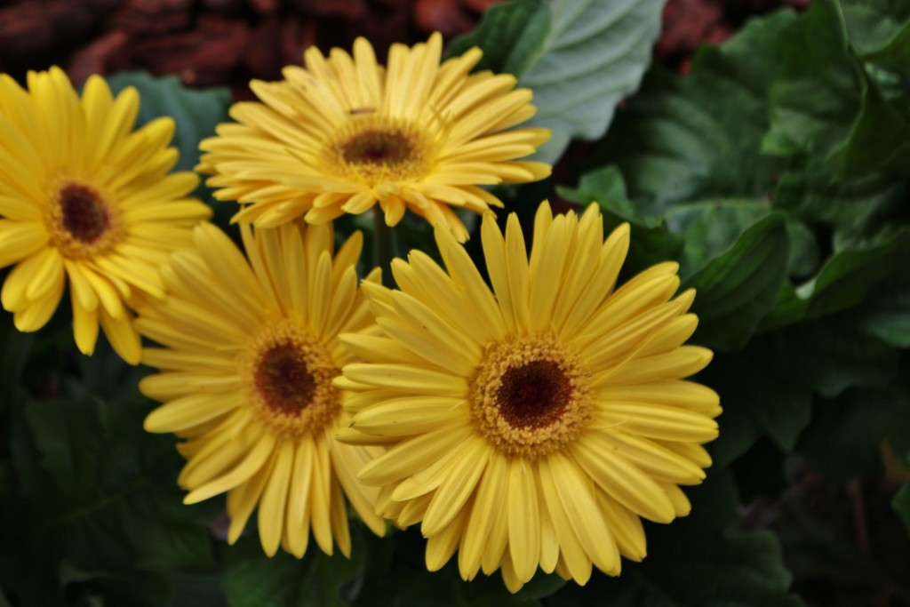 Foto: Tiempo de flores 2019 - Girona (Cataluña), España