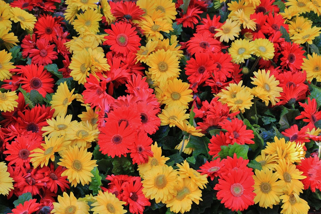 Foto: Tiempo de flores 2019 - Girona (Cataluña), España