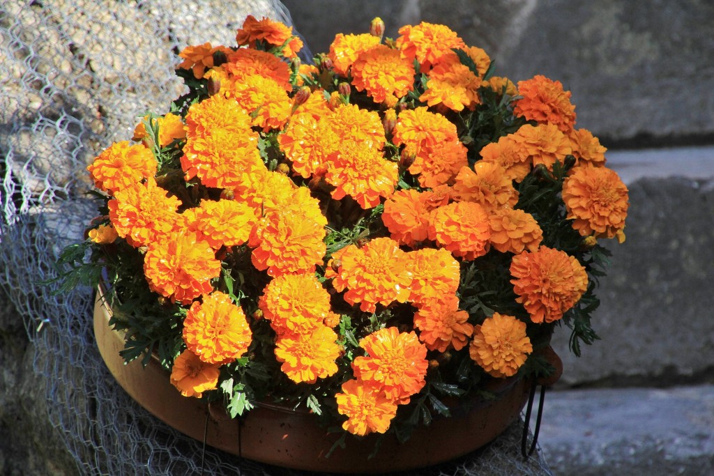 Foto: Tiempo de flores 2019 - Girona (Cataluña), España