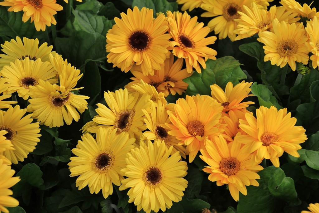 Foto: Tiempo de flores 2019 - Girona (Cataluña), España