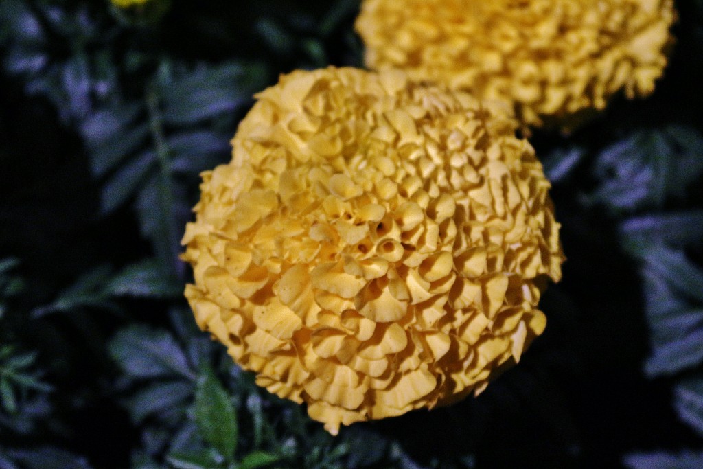 Foto: Tiempo de flores 2019 - Girona (Cataluña), España