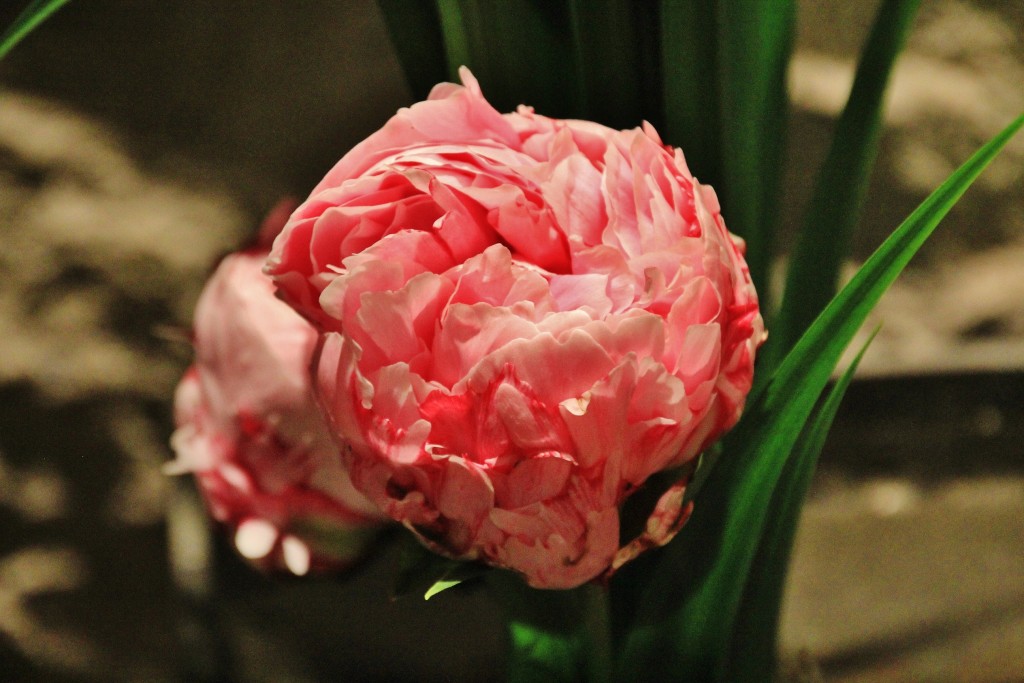 Foto: Tiempo de flores 2019 - Girona (Cataluña), España