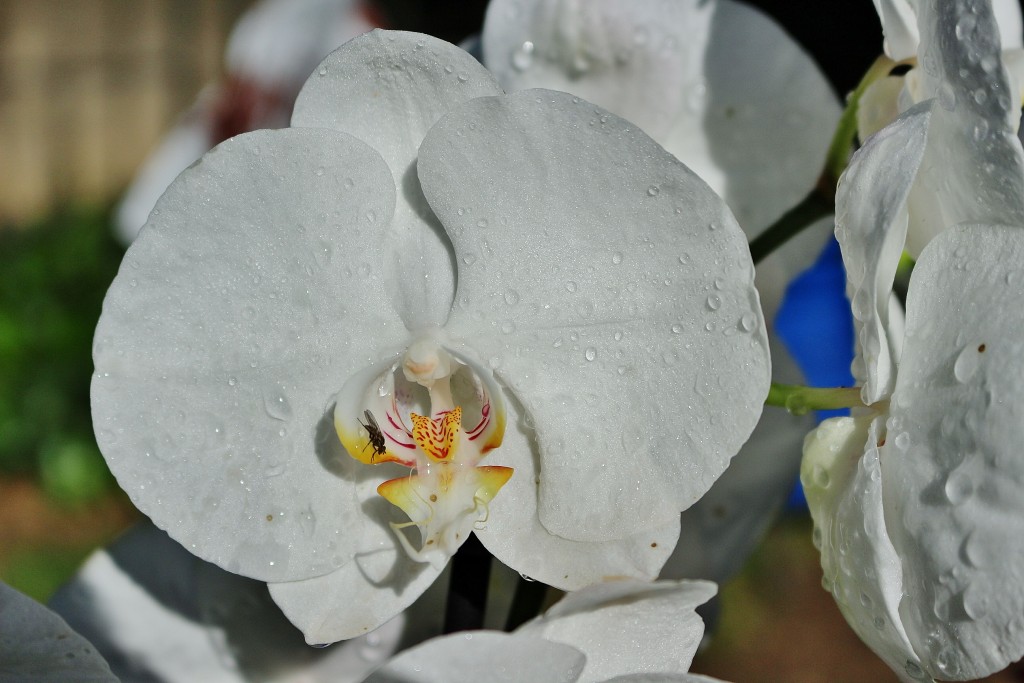Foto: Tiempo de flores 2019 - Girona (Cataluña), España