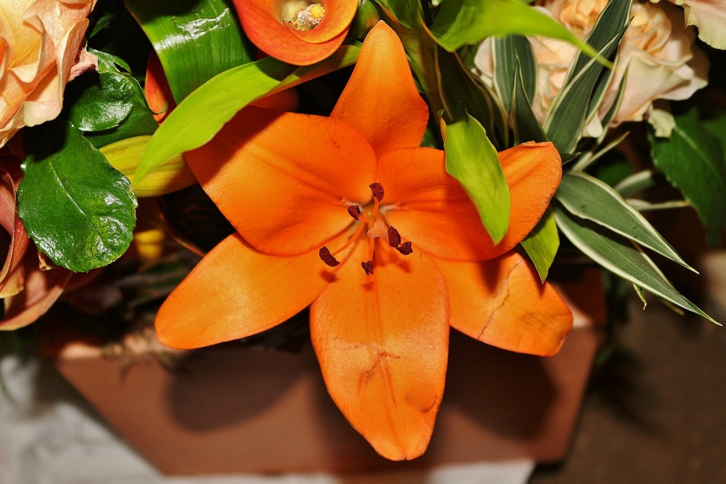 Foto: Tiempo de flores 2019 - Girona (Cataluña), España