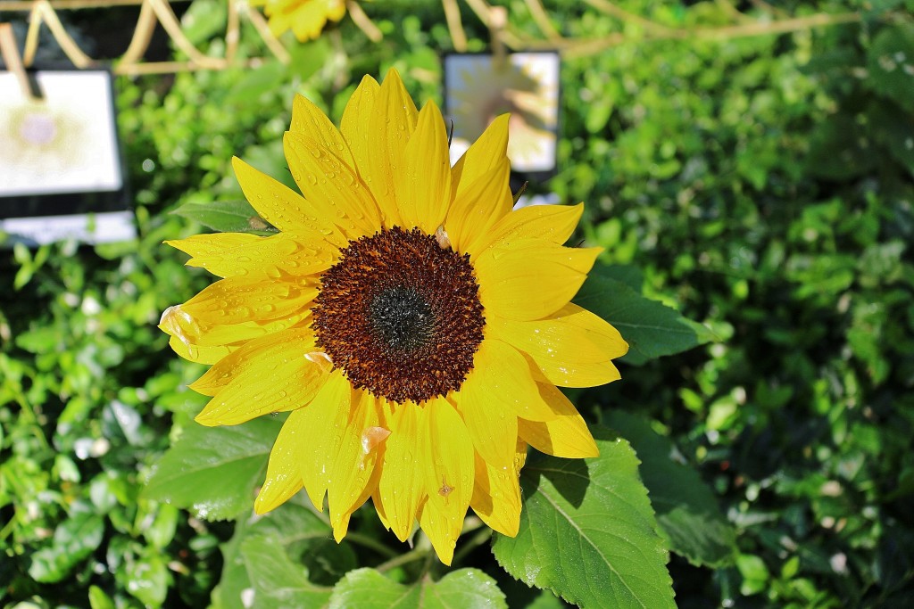 Foto: Tiempo de flores 2019 - Girona (Cataluña), España