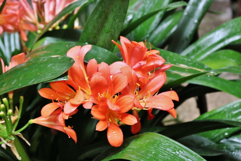 Foto: Tiempo de flores 2019 - Girona (Cataluña), España