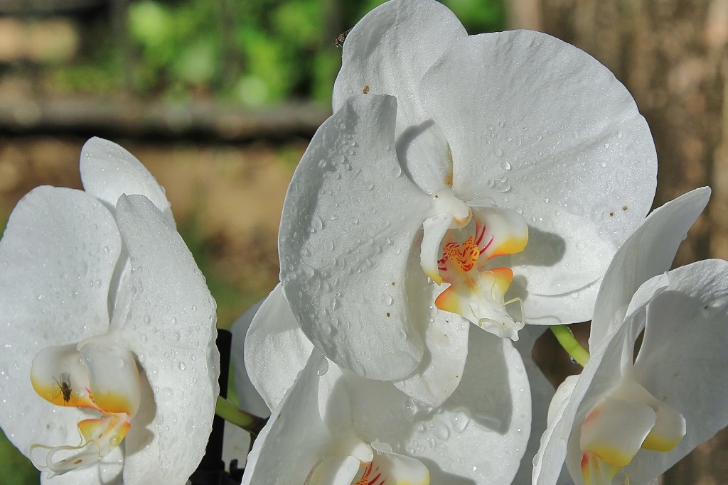 Foto: Tiempo de flores 2019 - Girona (Cataluña), España