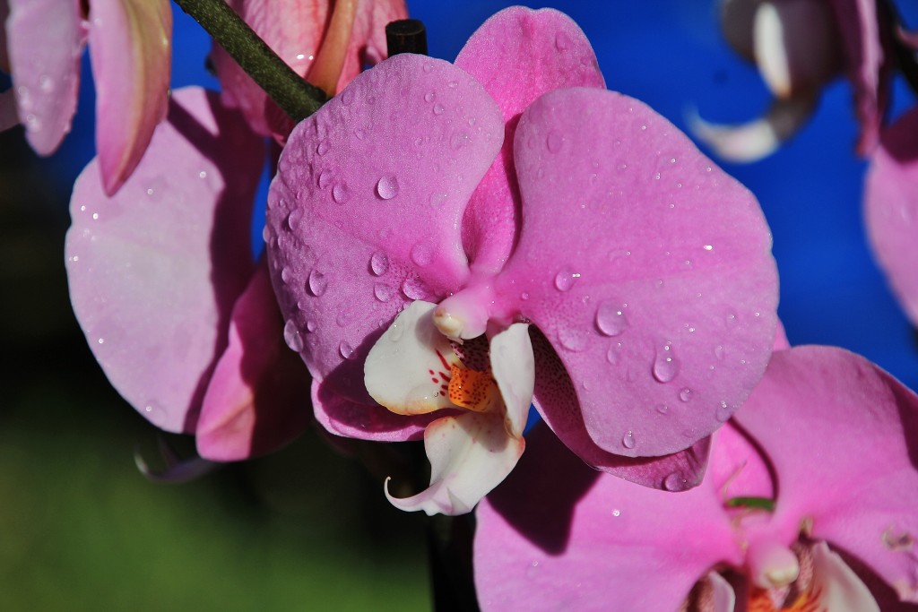 Foto: Tiempo de flores 2019 - Girona (Cataluña), España