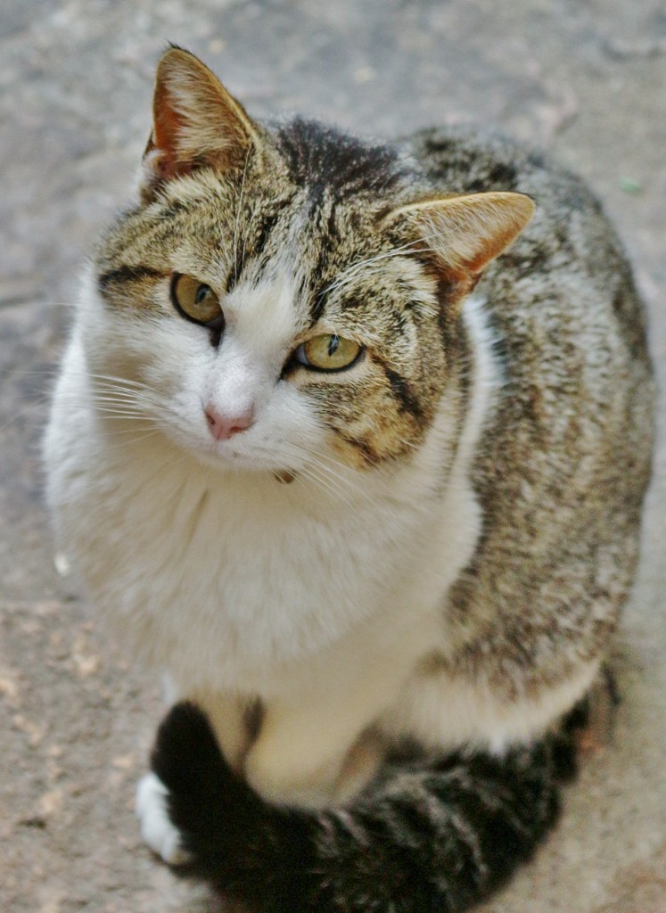 Foto: Gatito - Alquezar (Huesca), España