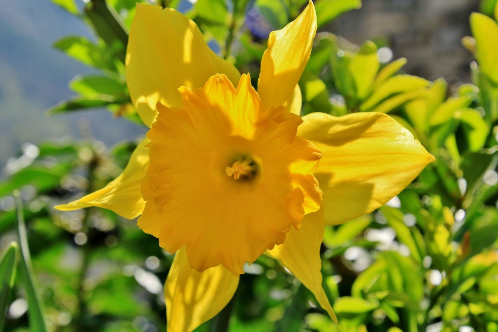 Foto: Un poco de color - Torla (Huesca), España