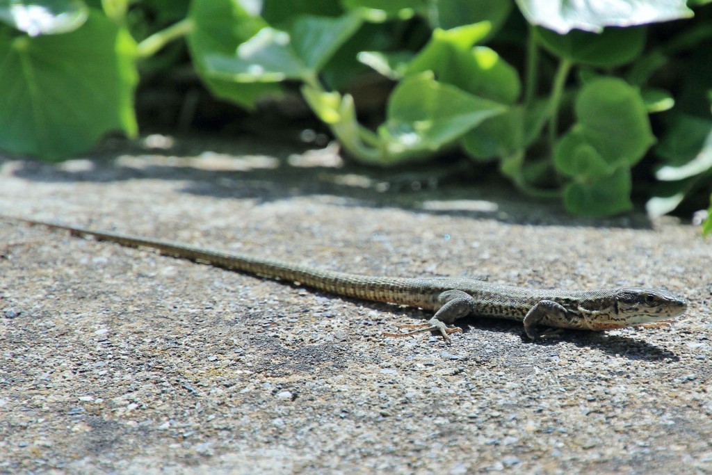 Foto: Bichito - Torla (Huesca), España