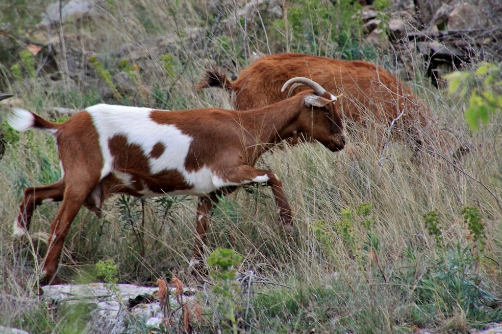 Foto: Cabritas - Alquezar (Huesca), España