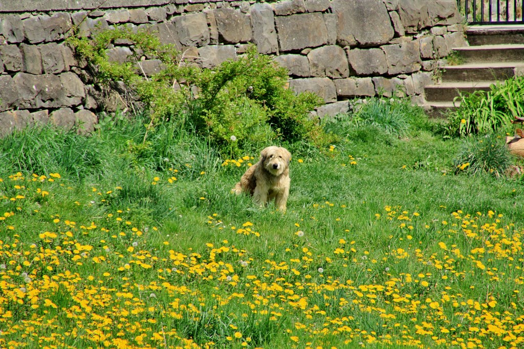 Foto: Perrito - Torla (Huesca), España