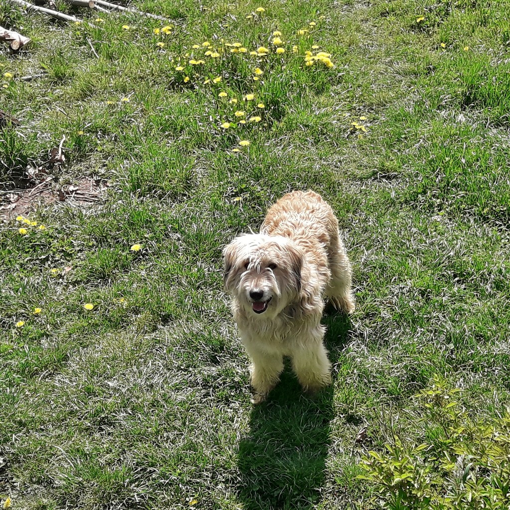 Foto: Perrito - Torla (Huesca), España