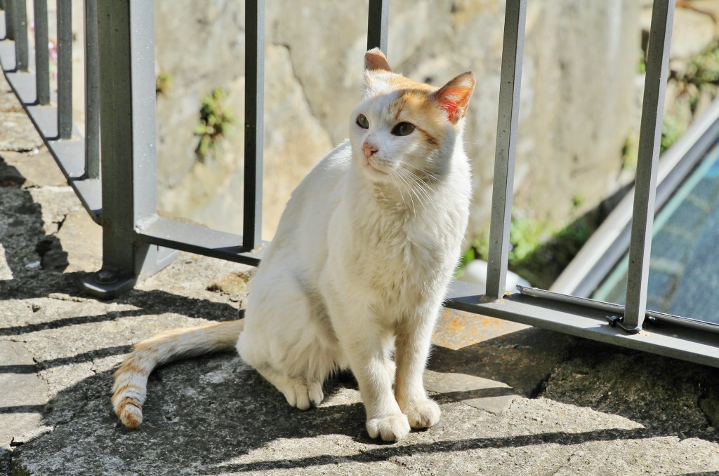 Foto: Gatito - Torla (Huesca), España