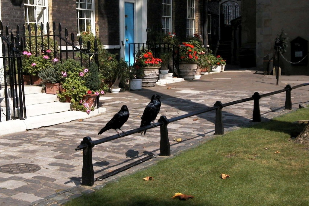 Foto: Los famosos cuervos de la Torre - Londres (England), El Reino Unido