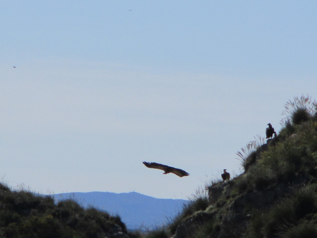 Foto: Grupo de buitres - Mazuecos (Guadalajara), España