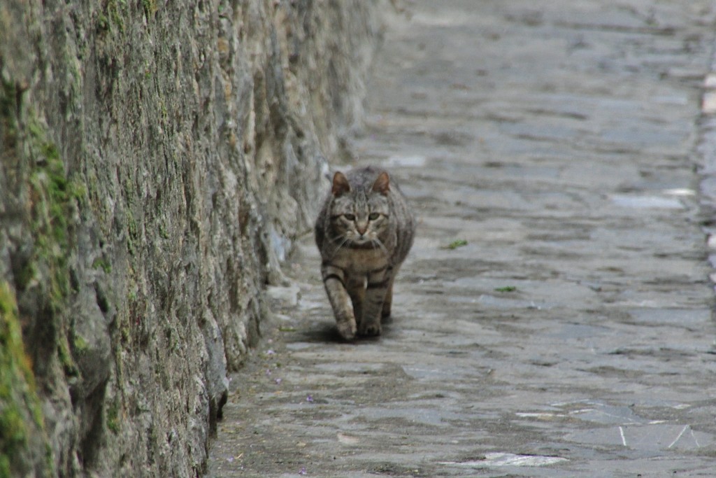 Foto: Gatito - Boltaña (Huesca), España